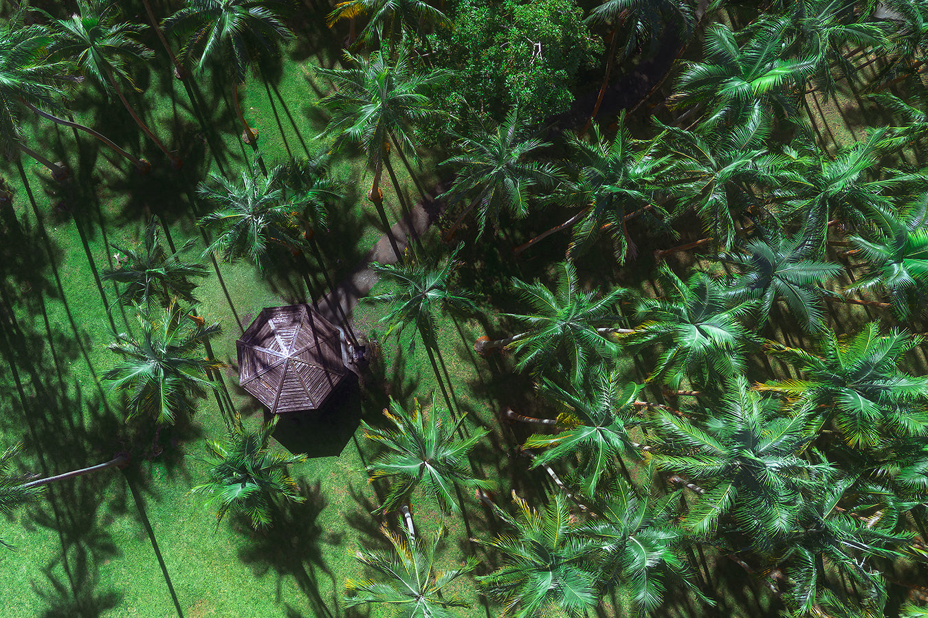 Canopée tropicale