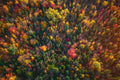 Autumn from Above