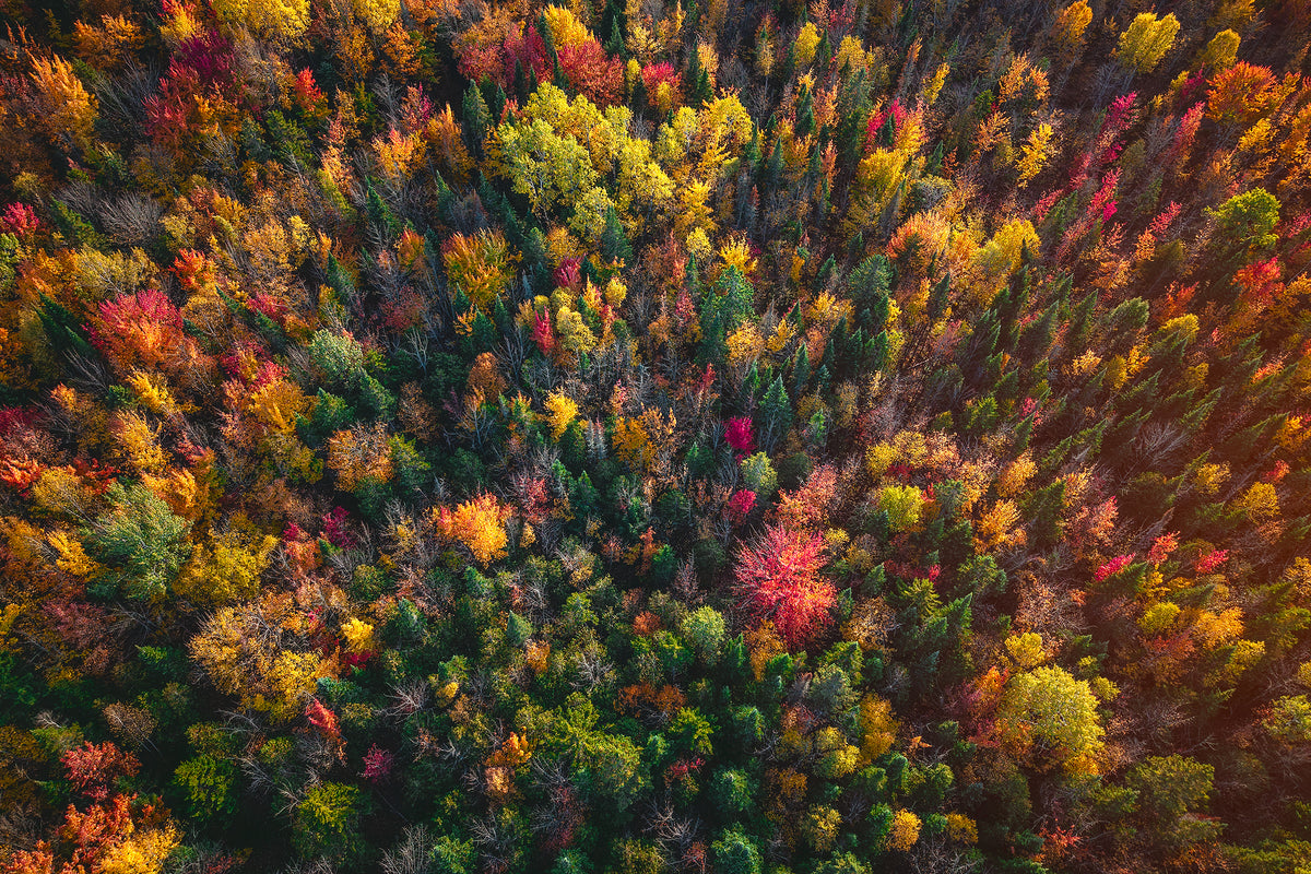 L'Automne vu du ciel