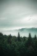 Forest Awakening