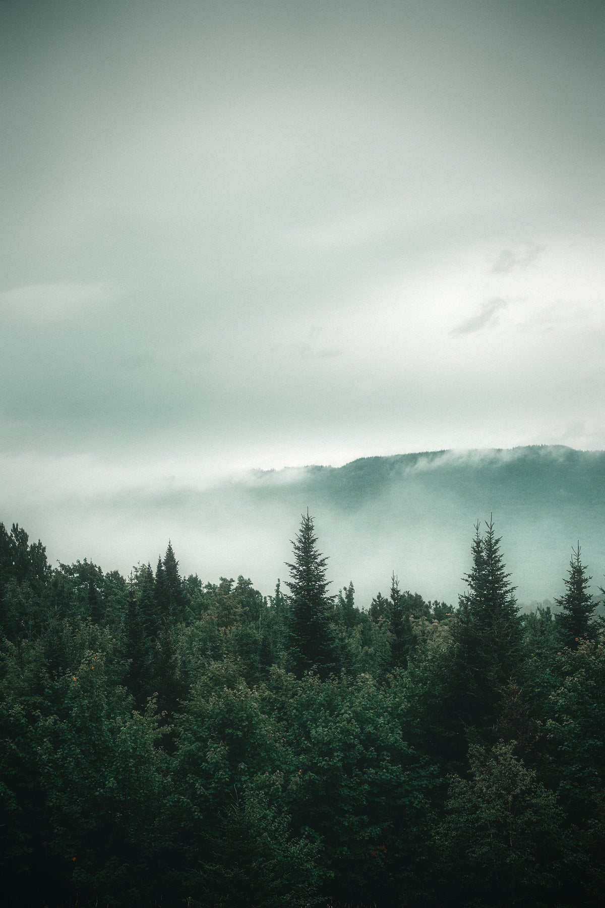 Le réveil de la forêt