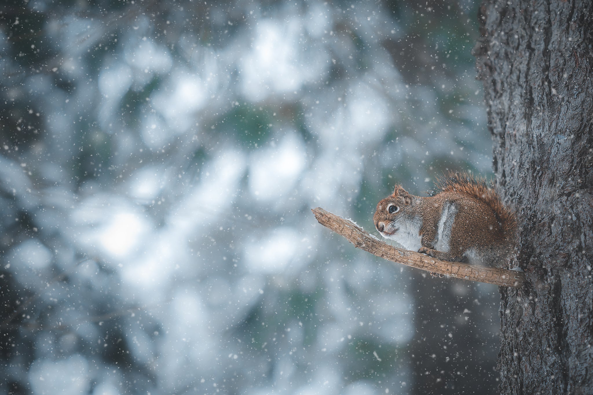 Douceur hivernale