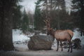Rencontre dans la foret