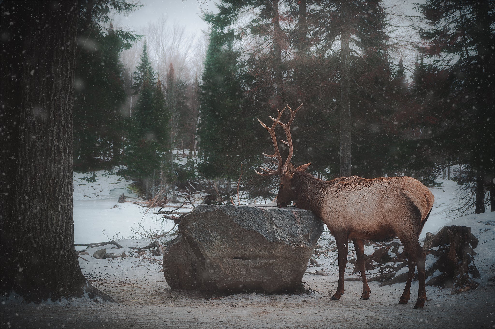 Rencontre dans la foret