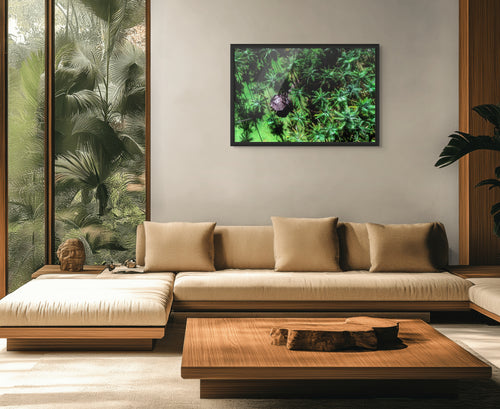 Canopée tropicale